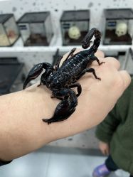 -Moni星球萌宠·小马宝莉·灵蛇·高端高阶全萌宠互动体验俱乐部(红豆国际广场店)