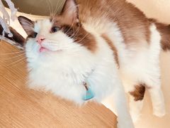 -猫在这儿猫咪咖啡馆·撸猫馆