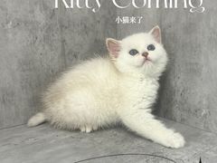 -小猫来了·猫舍(红山六九七九店)