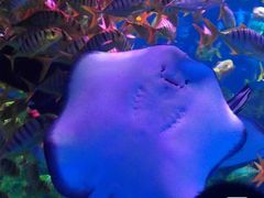 -芜湖新华联大白鲸海洋公园