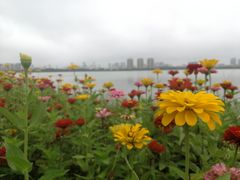 -艾溪湖湿地公园