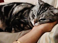 -纳吉亚猫专科动物医院博雅分院