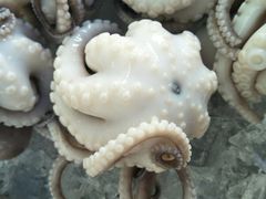 -铭聚章鱼土笋冻(松柏店)