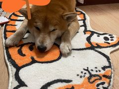 -美联众合动物医院·24h转诊中心