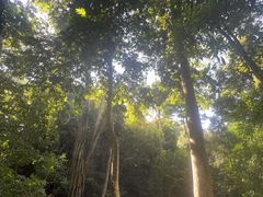 -西双版纳原始森林公园