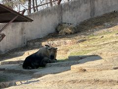 -沈阳森林动物园