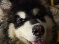 -宠福鑫康馨动物医院·骨科·眼科