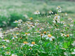 -天适樱花悠乐园