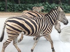 -广交会威斯汀酒店