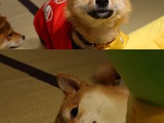 -逗柴咖啡屋·狗咖猫咖宠物桌游