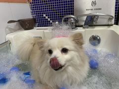 -车接车送·寄养洗护·德文猫舍(大宁店)
