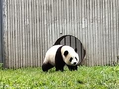 -卧龙中华大熊猫苑神树坪基地