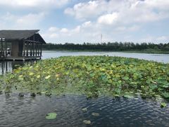 -溱湖国家湿地公园