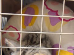 -贝康宠物医院·犬猫全科·小动物特色诊疗中心(东环路店)