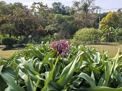 -广西壮族自治区药用植物园