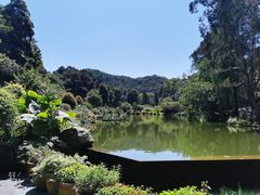-深圳仙湖植物园
