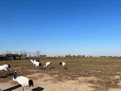 -盐城丹顶鹤湿地生态旅游区