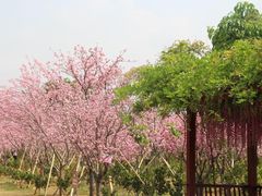-天适樱花悠乐园