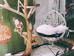 -猫亿天猫咖
