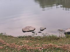 -高子水居