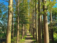 -上海长兴岛郊野公园