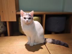 -这儿没有猫·猫咖萌宠馆·撸猫