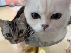 -喵宠乐园·撸猫互动·猫舍