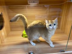 -猫十亿·布偶金渐层·曼基康矮脚猫舍(青年路店)