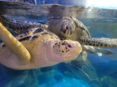 -烟台海昌鲸鲨海洋公园