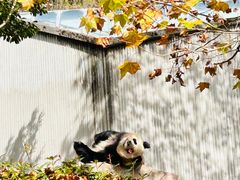 -卧龙中华大熊猫苑神树坪基地