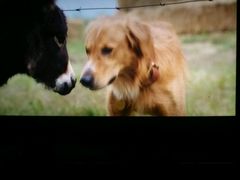 -天幕新彩云国际影城(激光巨幕店)