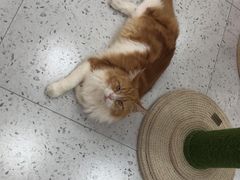 -喵园·猫主题咖啡厅·撸猫·猫咖(国贸店)