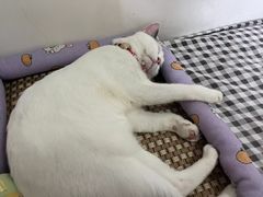 -特一安24小时宠物医院·骨科·中兽医