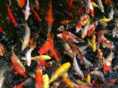 -南通洲际绿博园