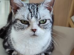 -喵园·猫主题咖啡厅·撸猫·猫咖(国贸店)