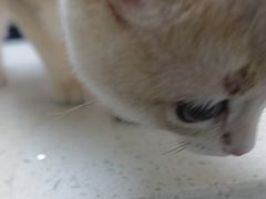 -宠颐生宠物医院·心肾内科·猫专科诊疗中心宠巢店