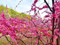 -大兴滨河森林公园