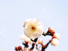 -莘庄梅园