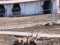 -哈尔滨北方森林动物园