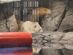 -海合安武汉极地海洋公园