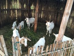 -明珠湖天鹅苑·农家菜馆