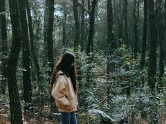 -铁山坪森林公园