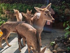 -西双版纳原始森林公园