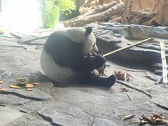 -泉州海丝野生动物世界