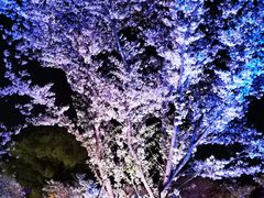 -东湖磨山景区樱花园-停车场