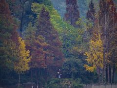 -重庆彩云湖湿地公园