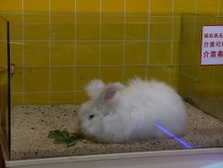 -神奇动物撸宠馆·羊驼·小浣熊·异宠(豫园店)