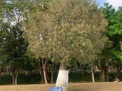-东莞植物园