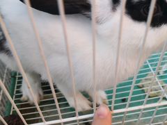 -京北渔家傲