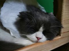 -李小姐の猫咖啡馆(五角场店)